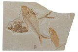 Fossil Fish (Diplomystus & Knightia) - Wyoming #210101-1